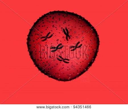 Microbe Red