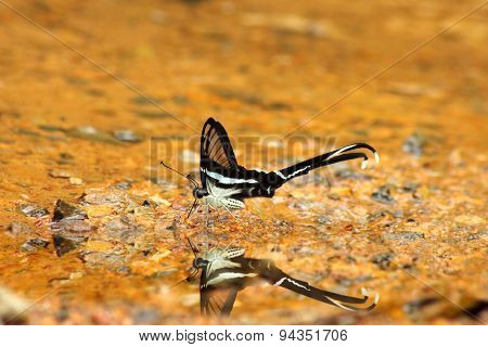 White Dragontail Butterfly