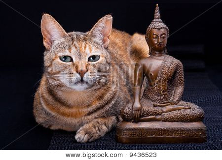 Gatto con Buddha