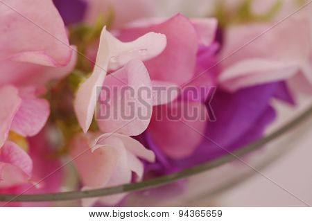 Sweet peas flower