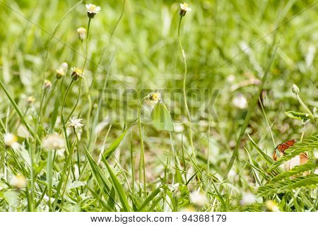 Butterfly and poaceae