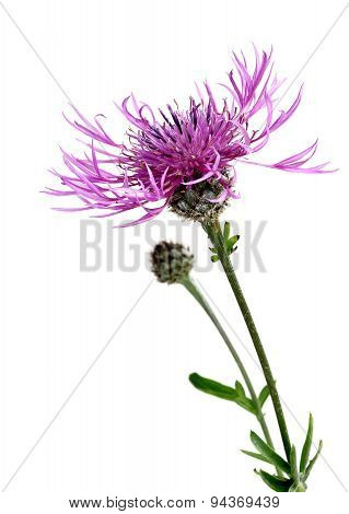 Brown knapweed (Centaurea jacea)
