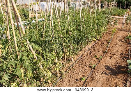 Garden Vegetables
