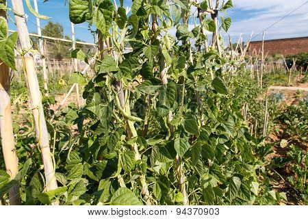Garden Vegetables
