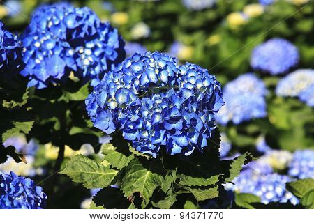 Hydrangea,Big-leaf Hydrangea,Laurustinus