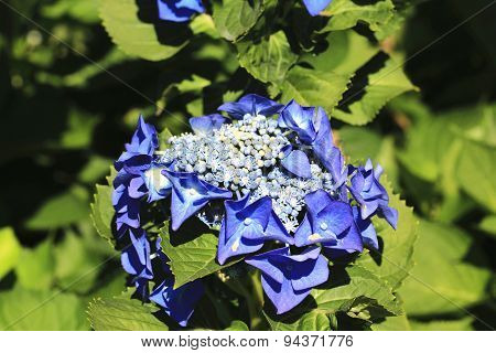 Hydrangea,Big-leaf Hydrangea,Laurustinus
