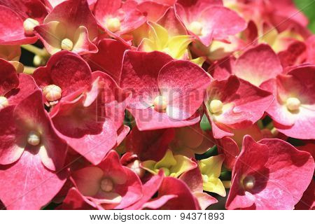 Hydrangea,Big-leaf Hydrangea,Laurustinus