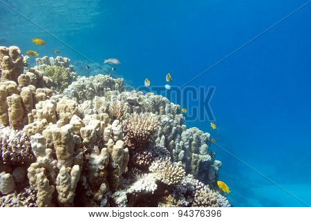 Coral Reef With Porites Corals In Tropical Sea, Underwater