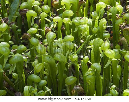 Cobra Lily
