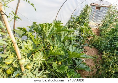 Garden Vegetables