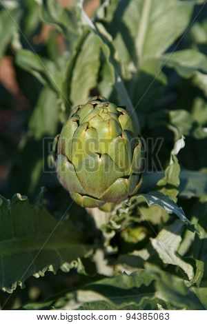 Artichoke In Plant