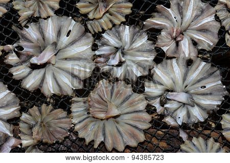 Asia Myanmar Myeik Dry Fish Production