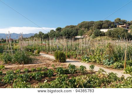 Garden Vegetables