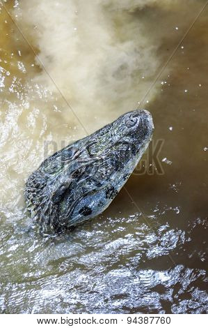 Caiman (caimaninae) At Madidi National Park, Bolivia