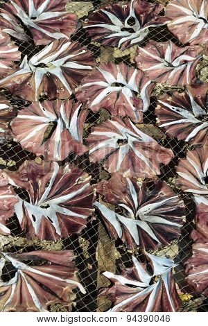 Asia Myanmar Myeik Dry Fish Production