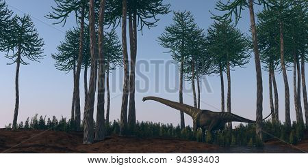 mamenchisaurus walking in araucaria grove