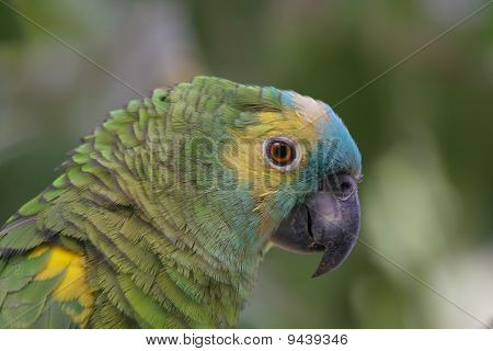 블루 면 아마존 aestiva Amazona