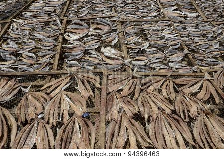 Asia Myanmar Myeik Dry Fish Production