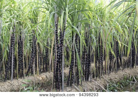 Asia Myanmar Myeik Sugar