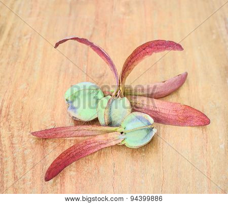 Dipterocarpus Alatus, Winged Seed