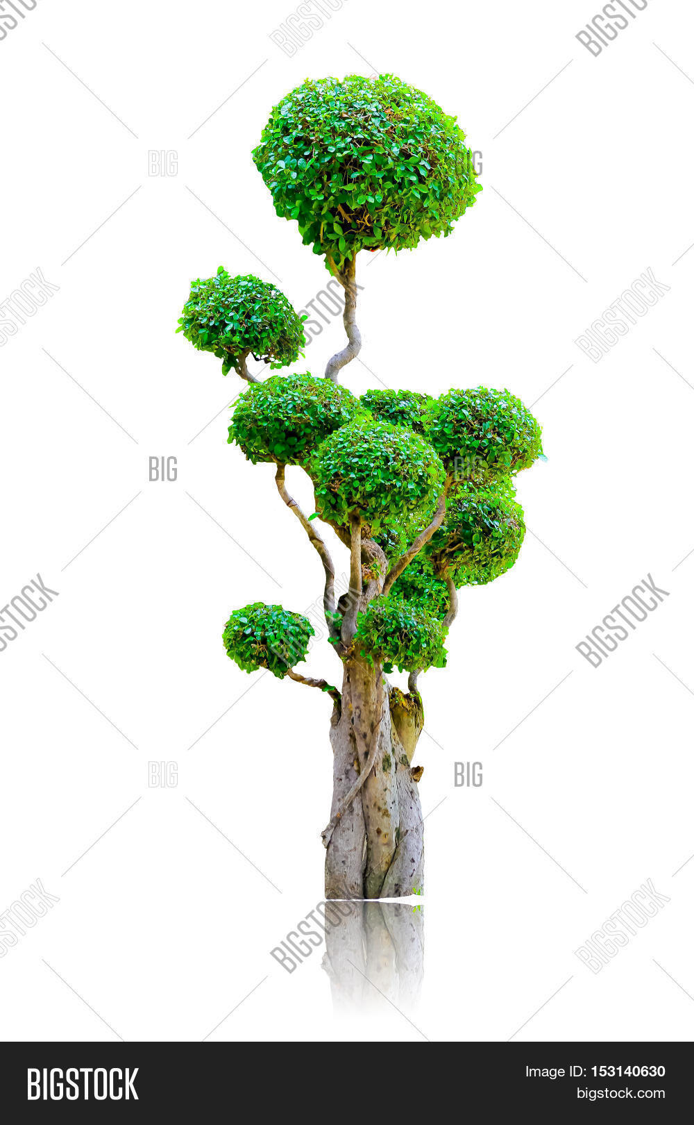 Dwarf Tree Isolated On Image & Photo (Free Trial) Bigstock