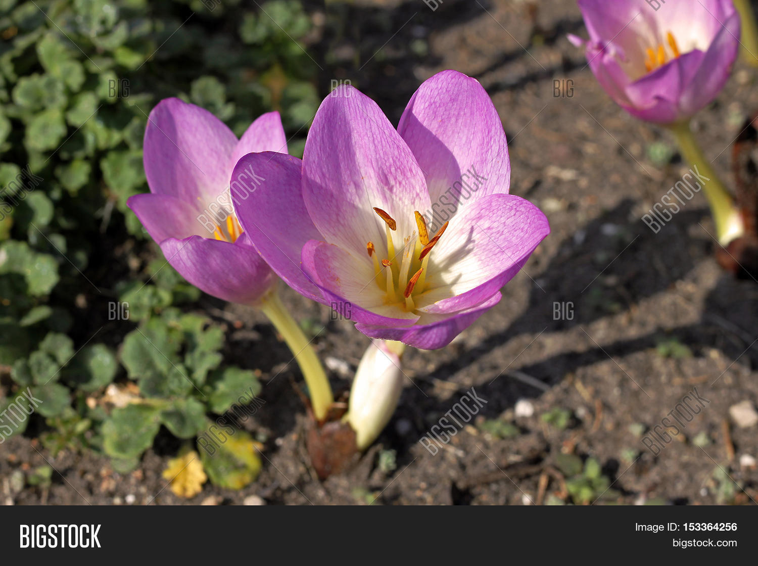 Colchicum Autumnale Image & Photo (Free Trial) | Bigstock