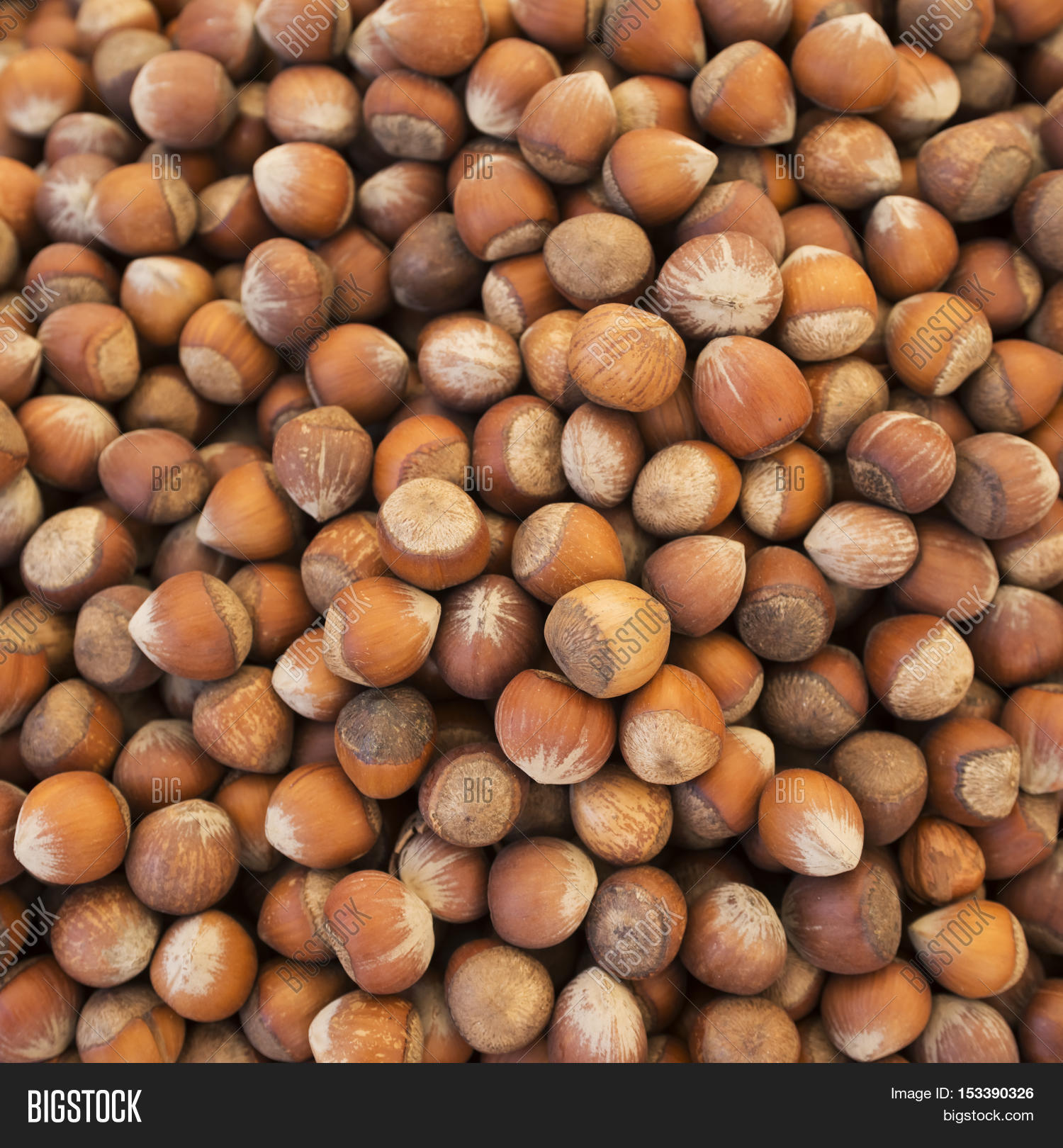 Hazelnuts Photo, Image & Photo (Free Trial) Bigstock
