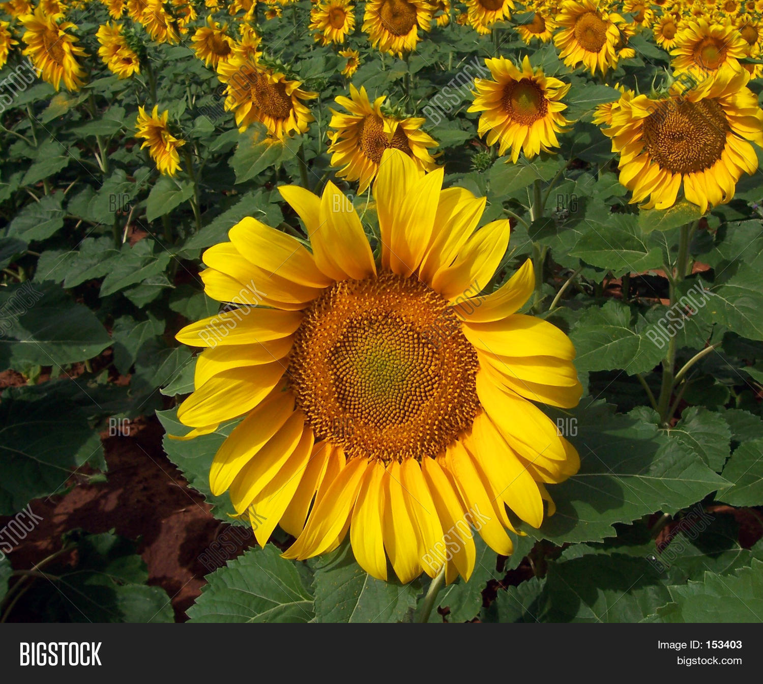 Sunflower Crop West Image & Photo (Free Trial) Bigstock