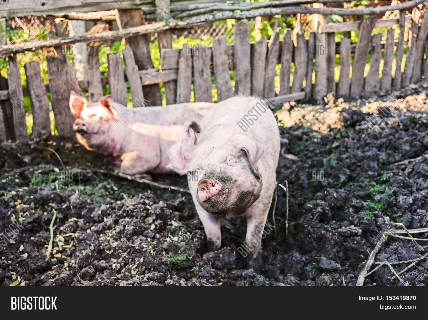Pigs Pigsty Image & Photo (Free Trial) Bigstock