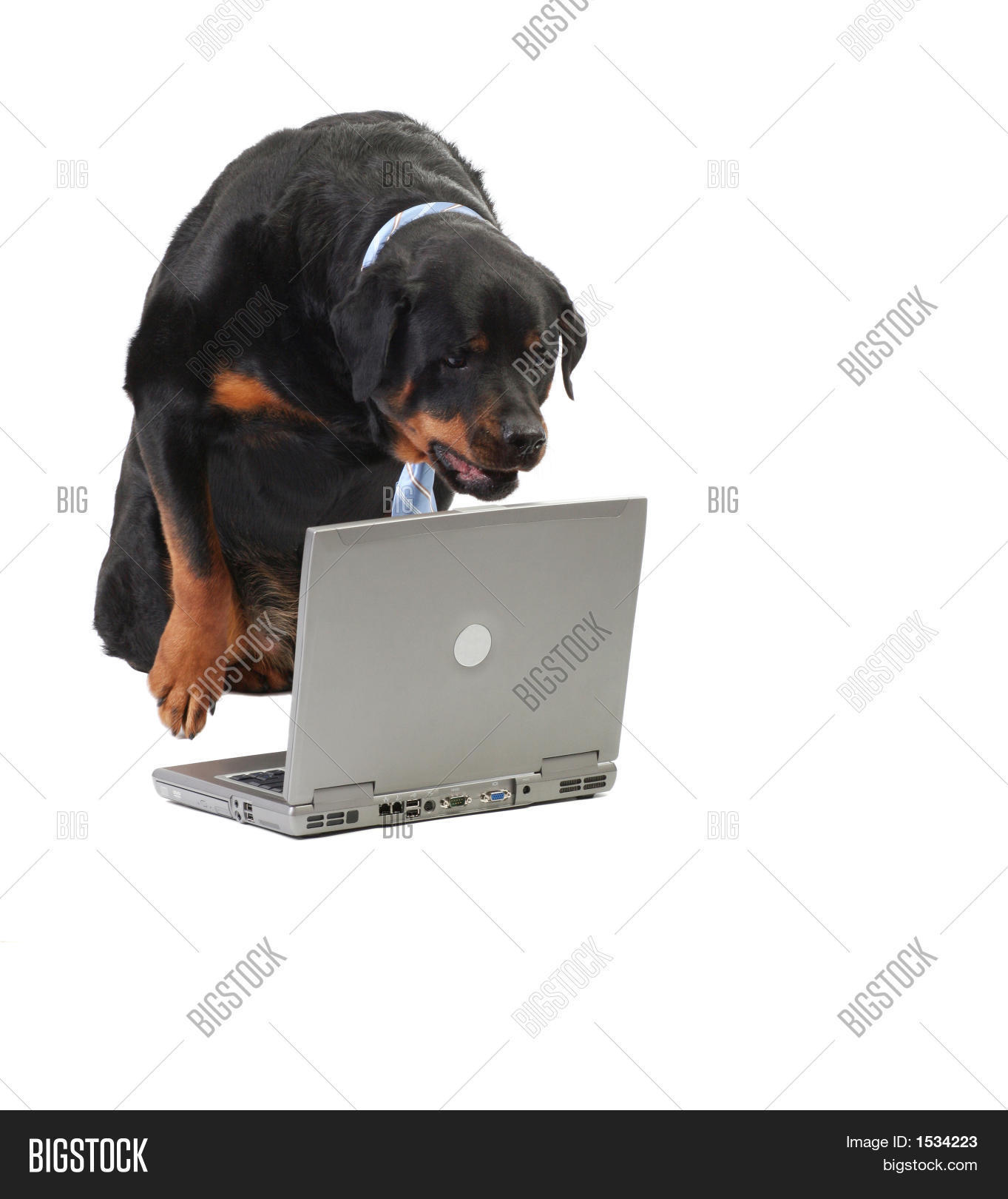 Dog Staring Computer Image & Photo (Free Trial) | Bigstock