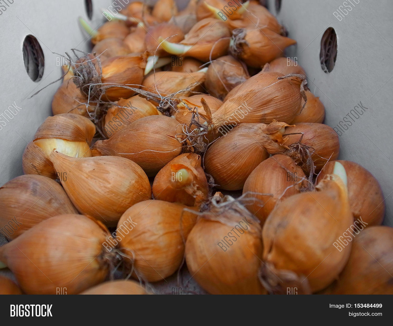 Bulbs Irises Different Image & Photo (Free Trial) Bigstock