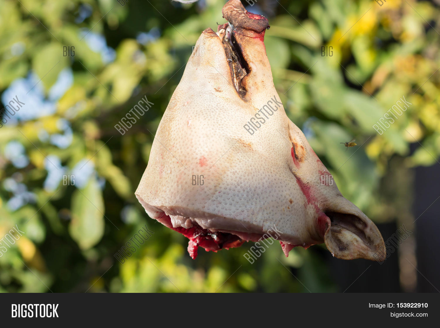 Pig's Head Chopped Off Image & Photo (Free Trial) Bigstock