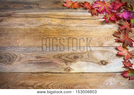 Thanksgiving greeting with fall vivid maple leaves on rustic wooden background. Thanksgiving background with seasonal vegetables and fruits. Copy space