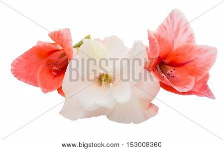 bouquet gladiolus flower on a white background