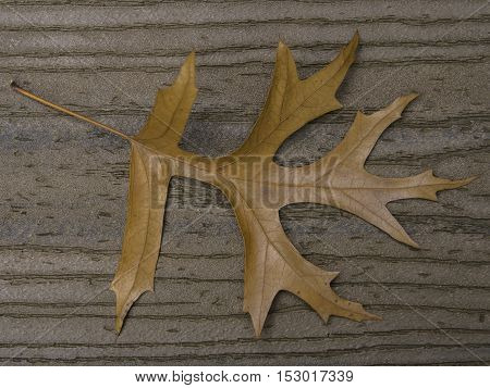 Brown oak leaf on brown boards with stem in upper left corner