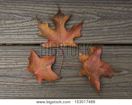 Three red maple leaves on brown boards from above