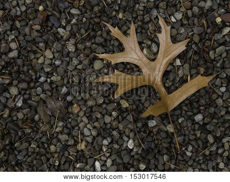 Single brown oak leaf on gravel bed in the upper right corner