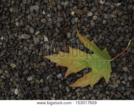 One red green yellow maple leaf in lower right corner on a bed of gravel