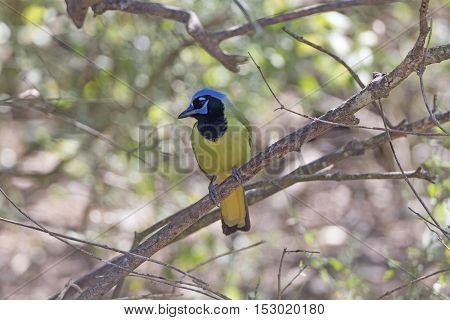 Green Jay in the Laguna Atascosa Wildlife Refuge in Texas