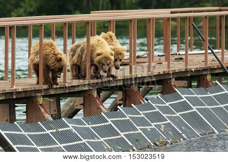 Three little brown bear cub on fence to account for fish. Kurile Lake in Southern Kamchatka Wildlife Refuge.