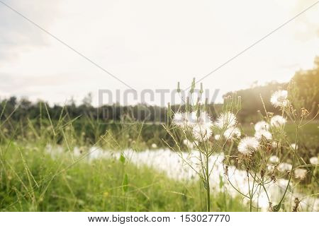 Beautiful meadow. Forest meadow with wild grasses. Macro image with small depth of field. Vintage filter