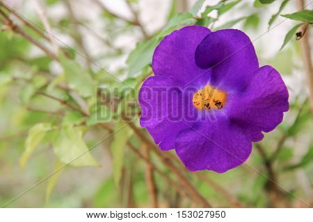 Close up flower purple Thunbergia erecta (Benth.) Anderson ACANTHACEAE Bush Clock Vine