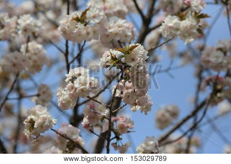Cherry Blossom In Spring, Osaka