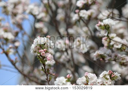 Cherry Blossom In Spring, Osaka