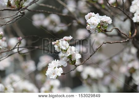 Cherry Blossom In Spring, Osaka