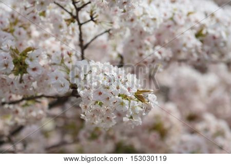 Cherry Blossom In Spring, Osaka
