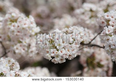 Cherry Blossom In Spring, Osaka