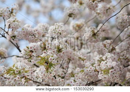 Cherry Blossom In Spring, Osaka
