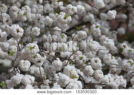 Cherry Blossom In Spring, Osaka