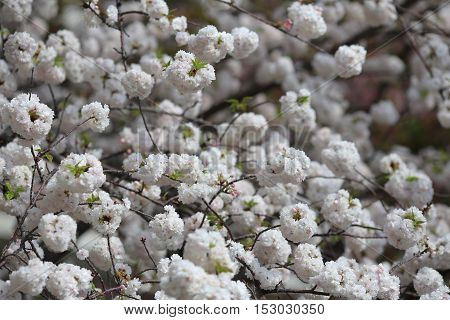 Cherry Blossom In Spring, Osaka